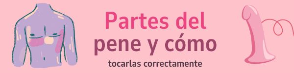 Partes del pene y cómo tocarlas correctamente
